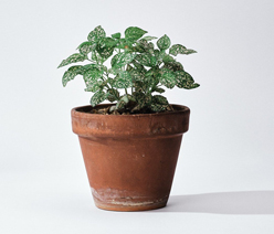 Garden centre suppliers - garden plant in teracotta pot