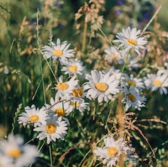 Wildlife Planting Flowers Bees