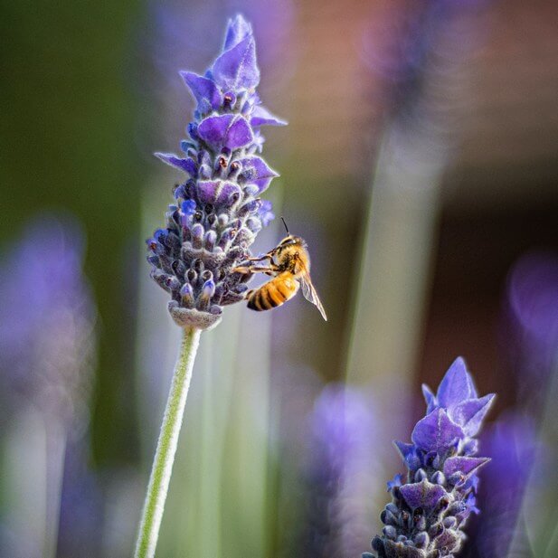 Bees on Lavendar